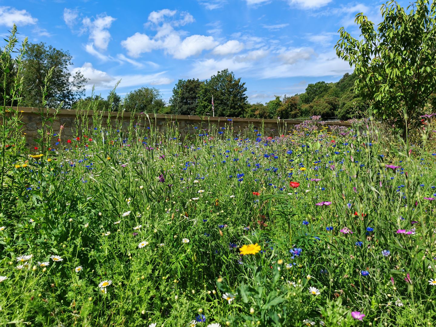Wildflowers
